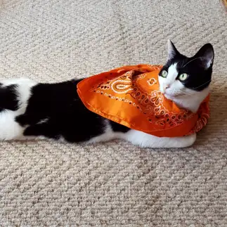 ヒーローすぎるネコ　　しーとねこさん