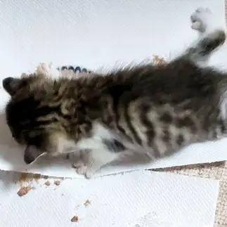 泳ぎたすぎるネコ　　しーとねこさん