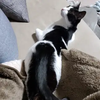 魅力的すぎるネコ　　しーとねこさん