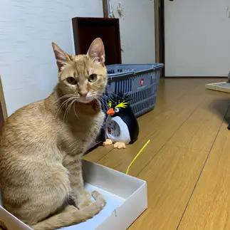 箱のサイズが合わなすぎるネコ　　みかぽんさん