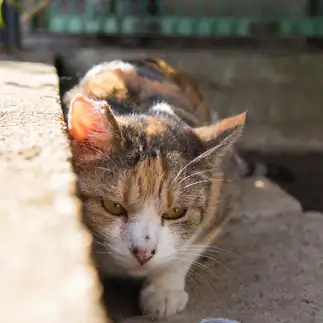 地獄耳すぎるネコ　　サトウヒロキさん