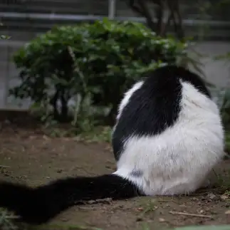 爆弾すぎるネコ　　サトウヒロキさん