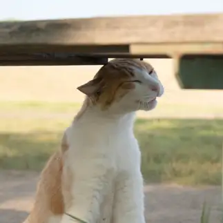 あー．．．そこ．．．そこすぎるネコ　　サトウヒロキさん