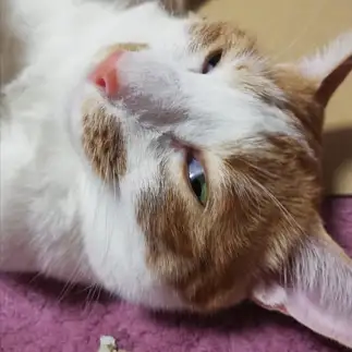 うらめしや～すぎるネコ　　中辻　裕美さん