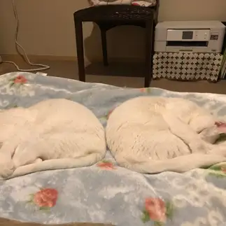 シンクロ＆シンメトリーすぎるネコ　　ねここさん