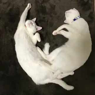 ＯＫ！バブリーすぎるネコ　　ねここさん
