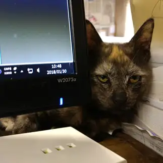 まだですか？と圧力を与えすぎるネコ　　se2rinさん