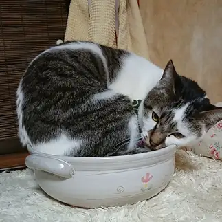 サイズ感がおかしすぎるネコ　　かほママさん
