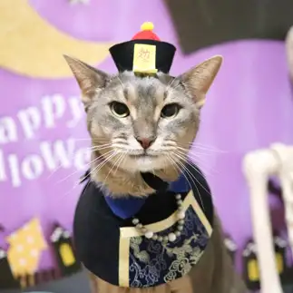 カメラが大好物すぎるネコ　　かなさん