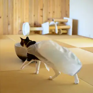 仮装が安上がりすぎるネコ　　村猫さん