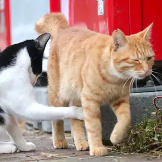定番のイタズラすぎるネコ　　nekogara5さん