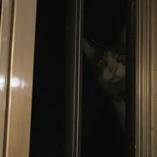 ホラーすぎるネコ　　そらさん