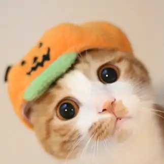 カボチャ天使すぎるネコ　　chatoranekogenさん