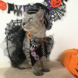 アイドルハロウィンすぎるネコ　　横山晶代さん