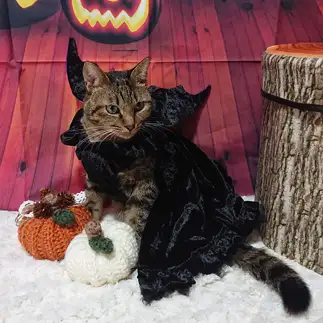 ニャンともレディドラキュラにはまりすぎるネコ　　クララママさん