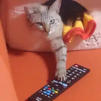 譲らなさすぎるネコ　　しばふさん