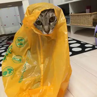 カサカサ袋の妖精すぎるネコ　　初山優子さん