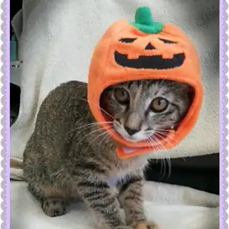 ハロウィンどすえ～すぎるネコ　　初山優子さん