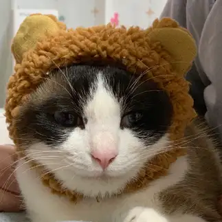 被り物が嫌いすぎるネコ　　ろちゃんさん