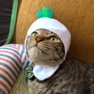 カブラ（蕪）すぎるネコ　　ゆーさん