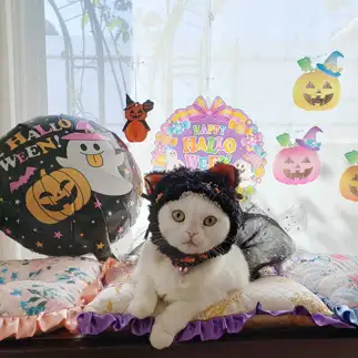 ハロウィンを楽しみにしすぎるネコ　　らぶにゃんこさん