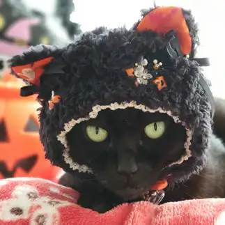 ハロウィンが嫌すぎるネコ　　らぶにゃんこさん