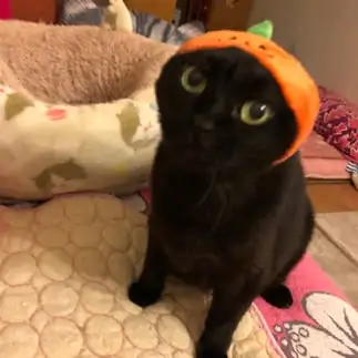 ハロウィンが似合いすぎるネコ　　chat noirさん
