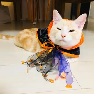 ハロウィンなんて迷惑すぎるネコ　　dokin ayuさん
