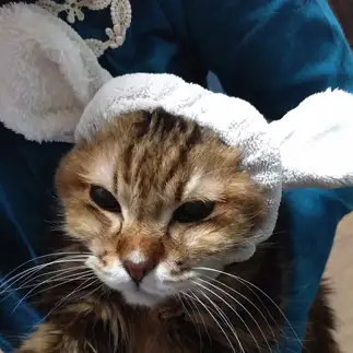 好きにさせられ過ぎすぎるネコ　　きららmamaさん