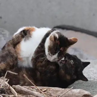 悪魔のささやきすぎるネコ　　nekogara5さん