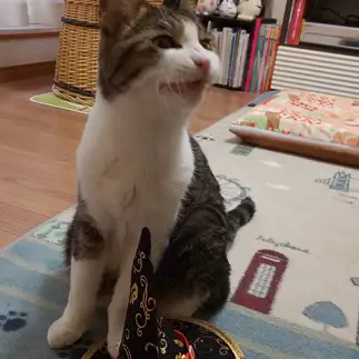 飼い主に非協力的すぎるネコ　　winchanママさん
