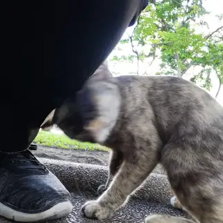 ゴラムすぎるネコ　　WEANSNOWさん