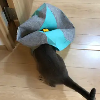 エリマキトカゲすぎるネコ　　ルーたんママさん