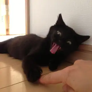 子猫なのに怖すぎるネコ　　にっしーさん