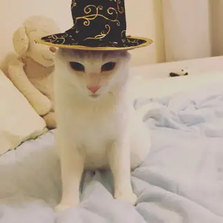 無になりすぎるネコ　　天さん