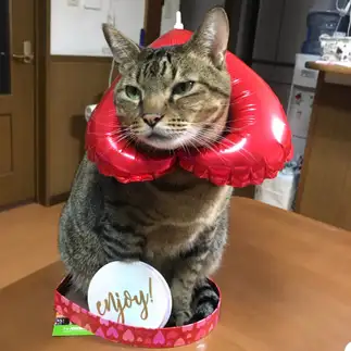 かまってニャンすぎるネコ　　石黒友栄さん