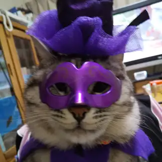 ハロウィンすぎるネコ　　谷川　真紀恵さん