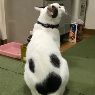 背中がオバケすぎるネコ　　モフ太郎さん