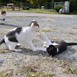きれいに猫パンチくらいすぎるネコ　　@lemolatteさん