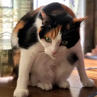 猫背すぎるネコ　　あかまいさん