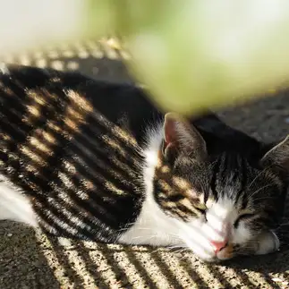 しましますぎるネコ　　Tetsuyaさん