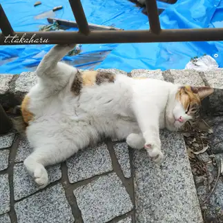 無理した寝る姿すぎるネコ　　t.takaharuさん