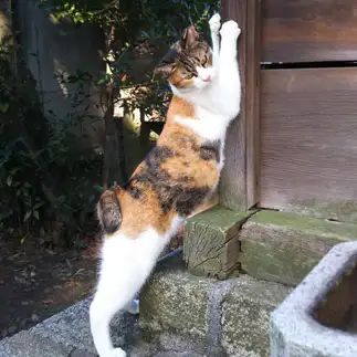 スマートに見せすぎるネコ　　t.takaharuさん
