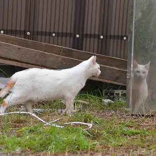 自意識が高すぎるネコ　　ままめろんさん