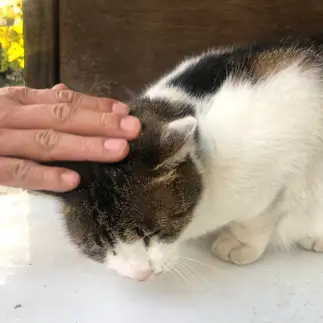 普通すぎるネコ　　よしもっとさん