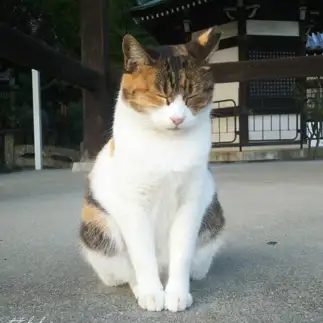 眠たいのを我慢しすぎるネコ　　t.takaharuさん