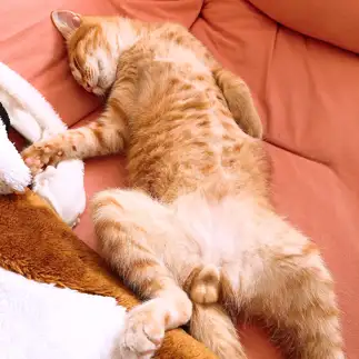 全開すぎるネコ　　あかねこさん