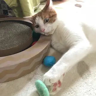 横着なのに必死すぎるネコ　　まこさん