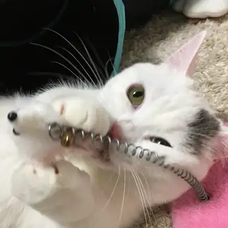 ネズミが好きすぎるネコ　　みけたまさん