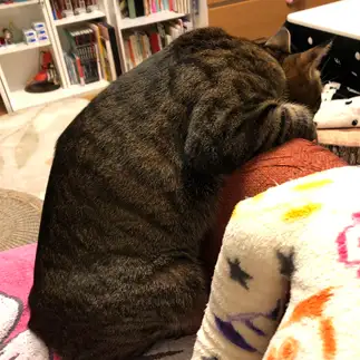 猫背すぎるネコ　　chat noirさん